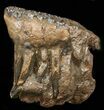 Superb Southern Mammoth M Molar - Full Roots #45363-1